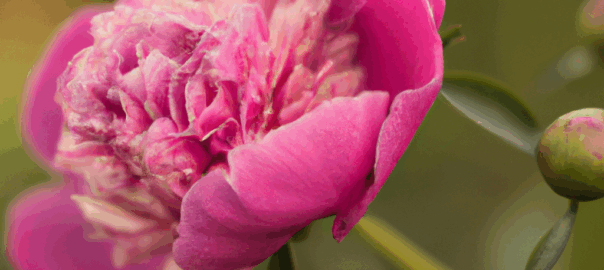 Peoniju ceļojums no Ķīnas uz Eiropu